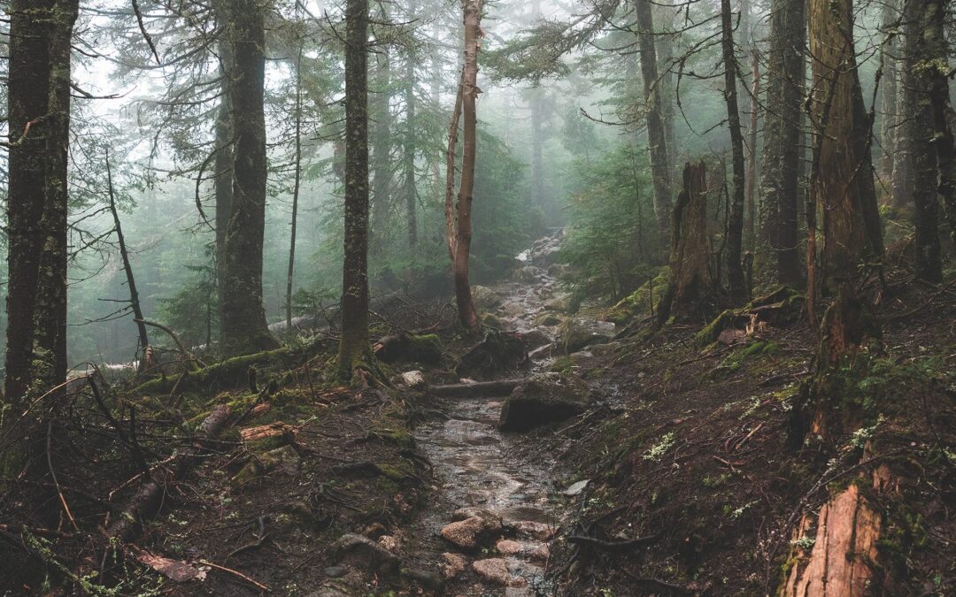 forest2