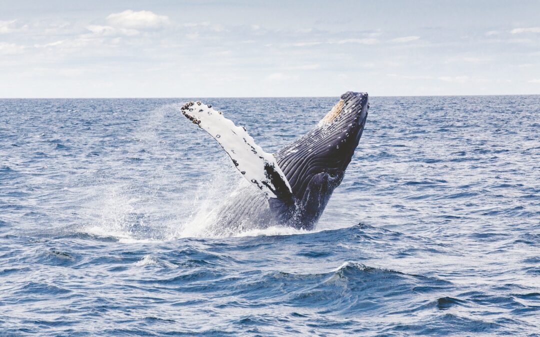 whale